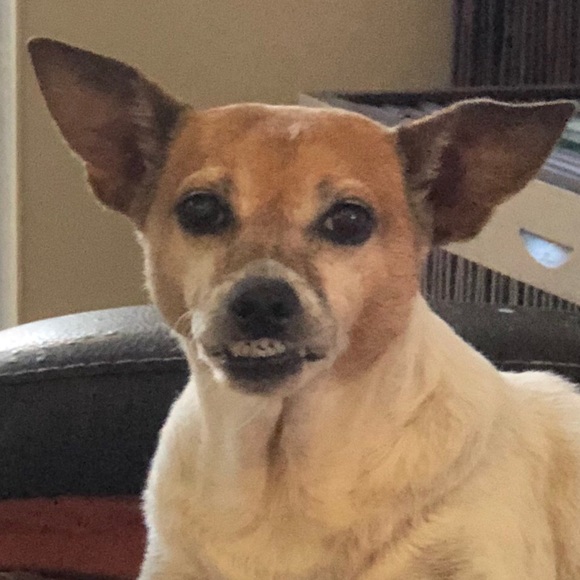 SWEET HAZEL - Picture 2 of 16